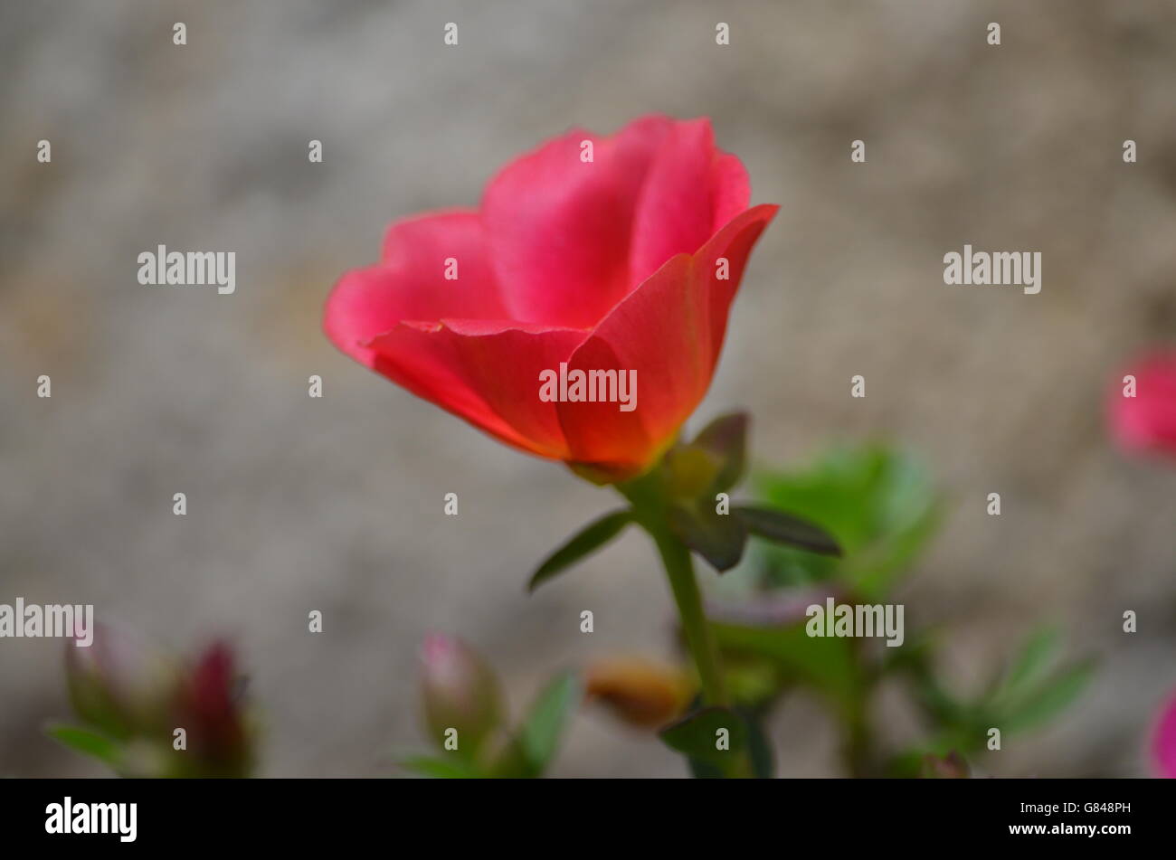 Colorful Purslane Flower Close Up Stock Photo