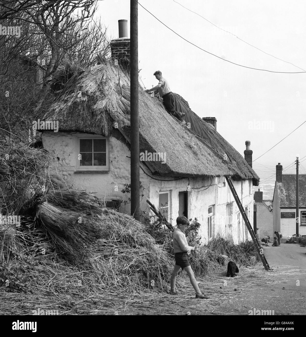 George Dykes thatches the roof of an old stone cottage in the small Cornish fishing village of Cadgwith, near the Lizard. Stock Photo