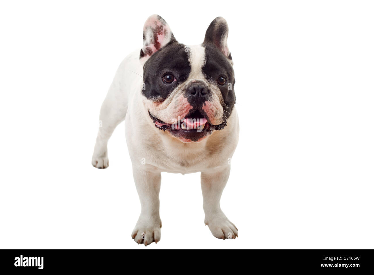 French Bulldog puppy posing isolated over a white background Stock Photo