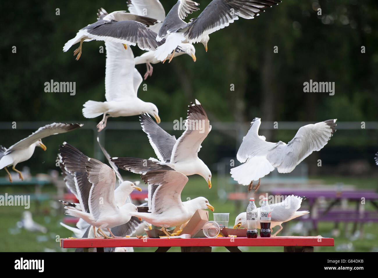 Seagulls swooping down to eat food from a picnic table. Stock Photo