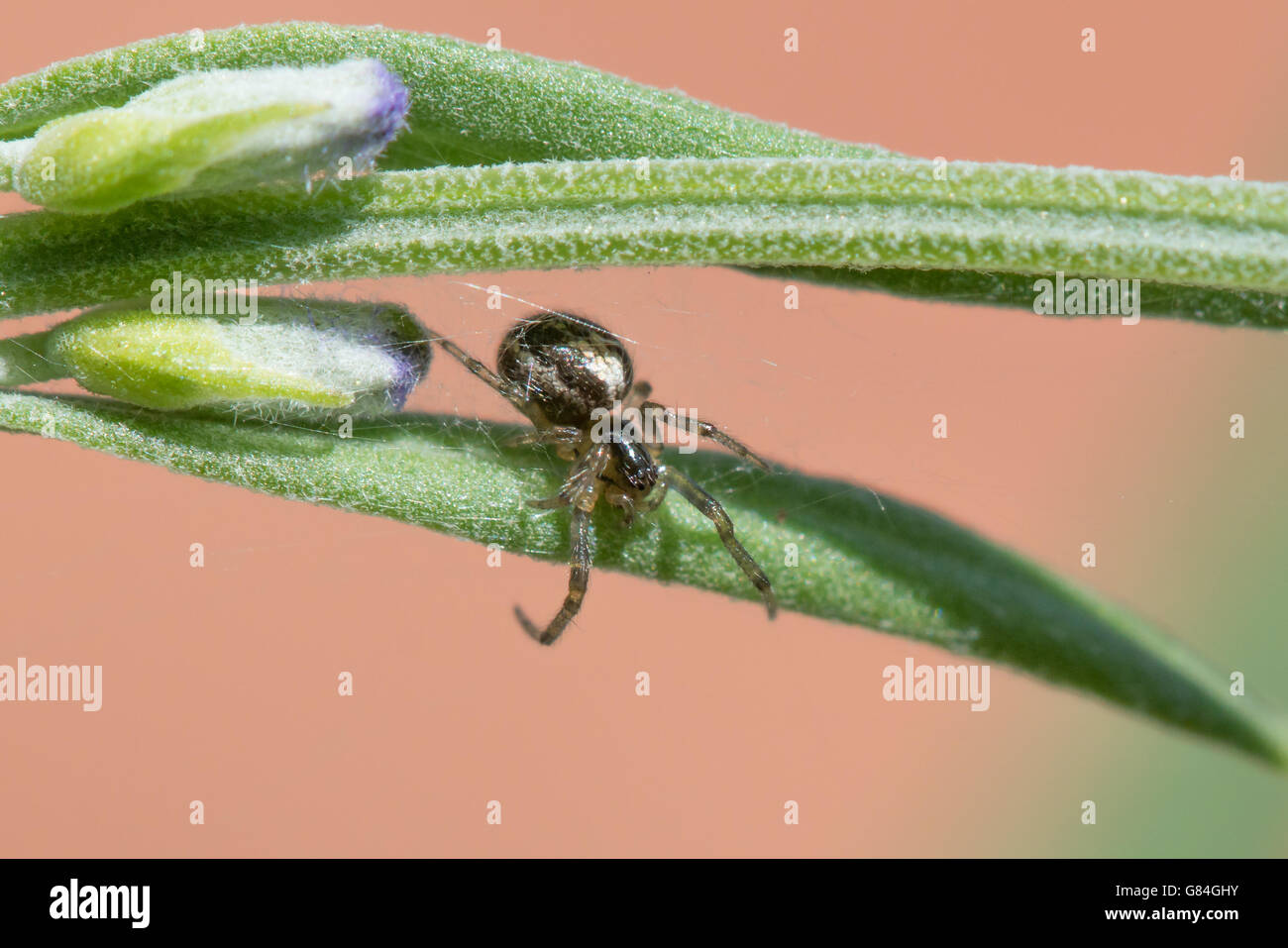 Missing Sector Orb Web Spider (Zygiella x-notata) on budding Lavender. Stock Photo