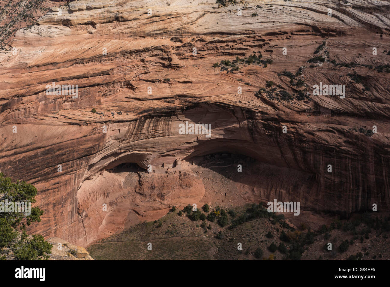 Conttonwood Tree Hi res Stock Photography And Images Alamy conttonwood-tree-hi-res-stock-photography-and-images-alamy