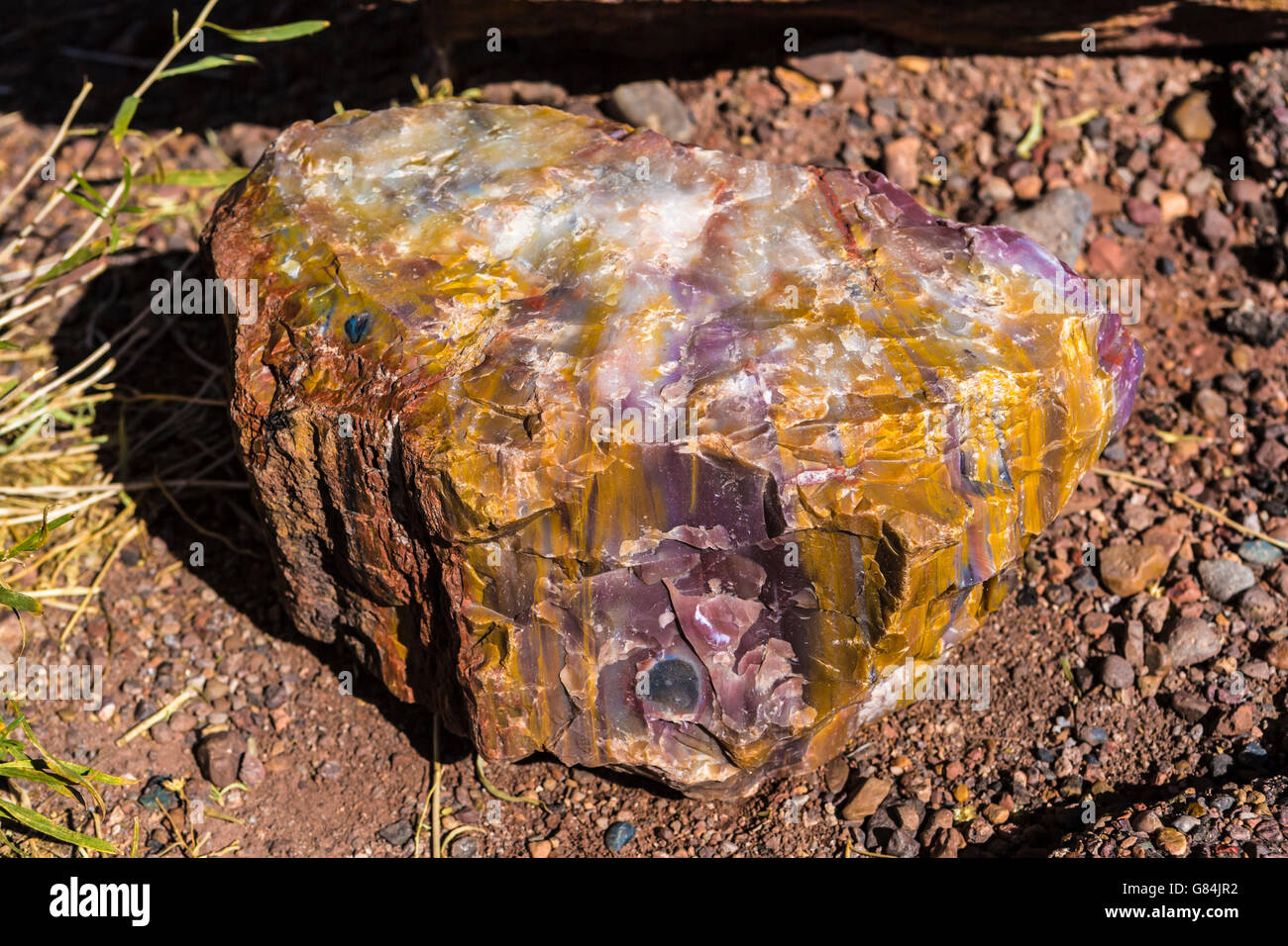 petrified wood trees in petrified forest national park near Holbrook AZ