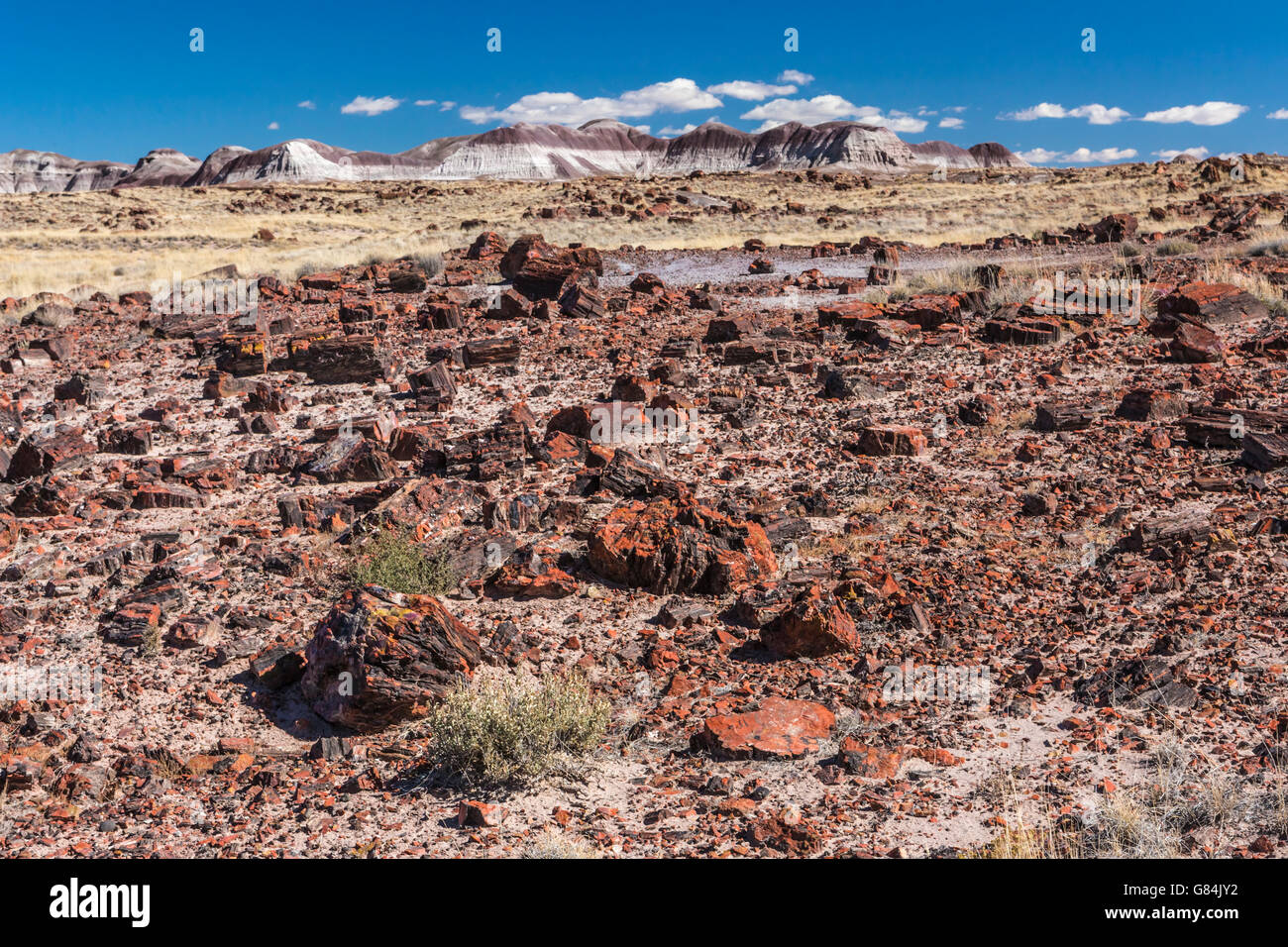 petrified wood trees in petrified forest national park near Holbrook AZ