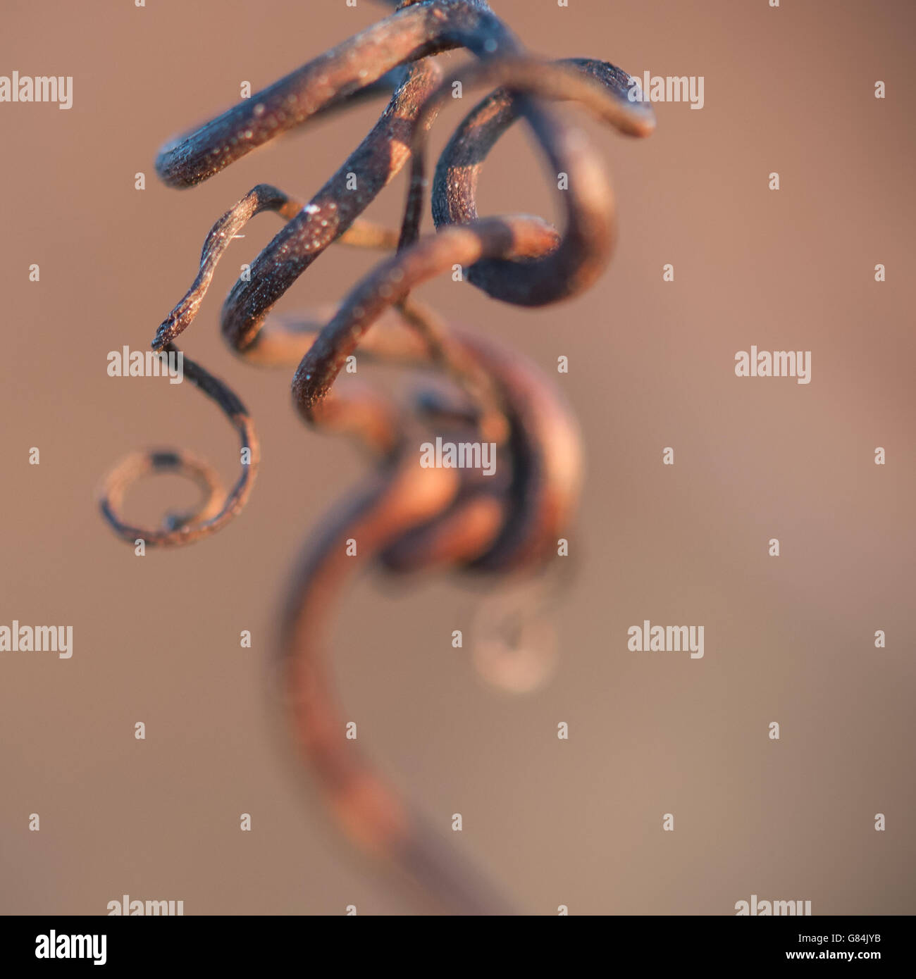 Close up of branch hi-res stock photography and images - Alamy