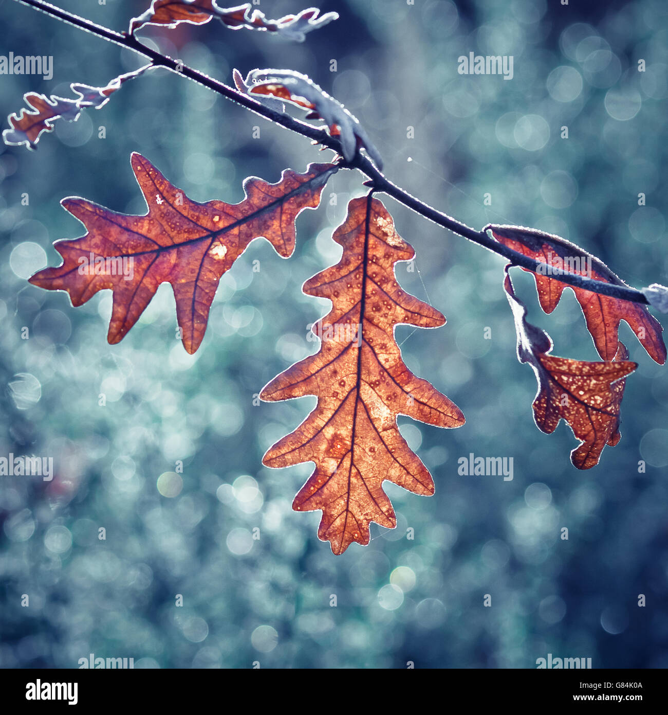 Oak leaves an branch hi-res stock photography and images - Alamy