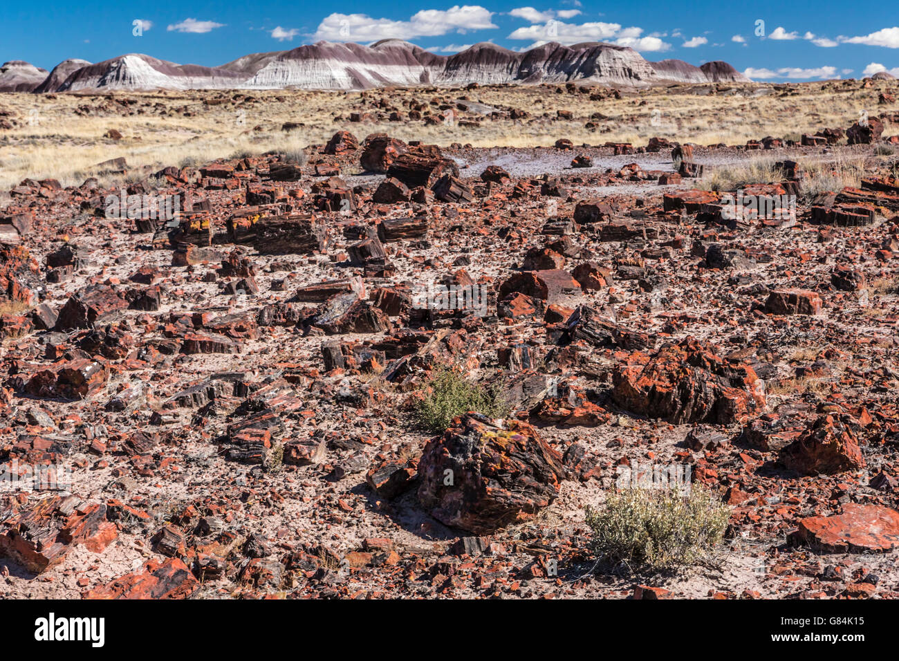 petrified wood trees in petrified forest national park near Holbrook AZ