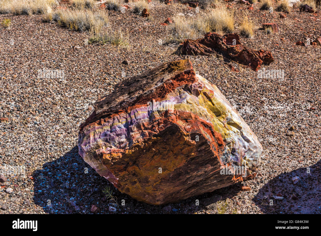 petrified wood trees in petrified forest national park near Holbrook AZ