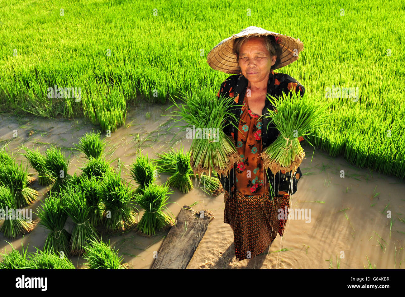 Woman holding rice plants in paddy field, Thailand Stock Photo