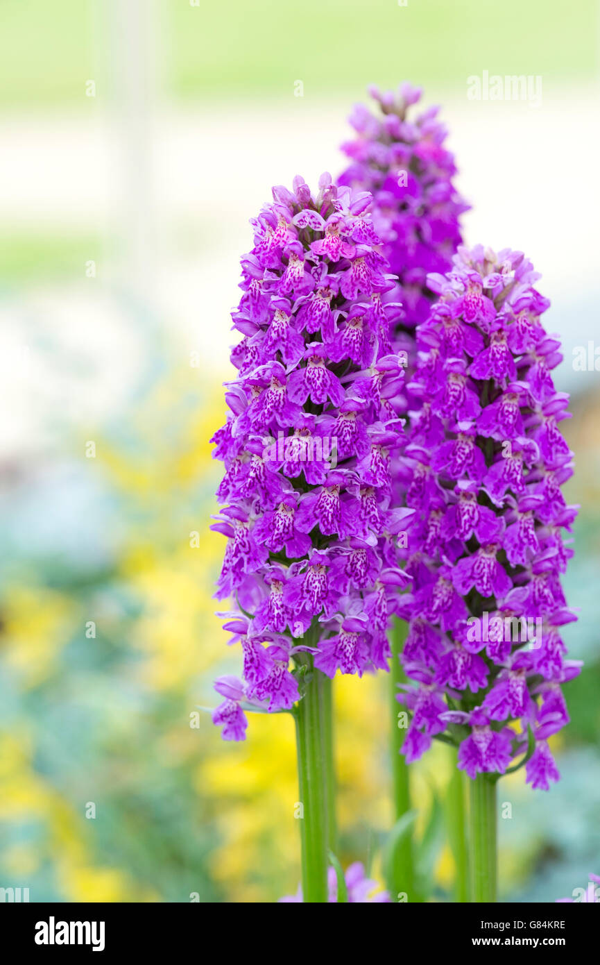 Dactylorhiza maculata. Heath Spotted Orchids in the RHS Harlow Carr Alpine house. Harrogate, UK Stock Photo