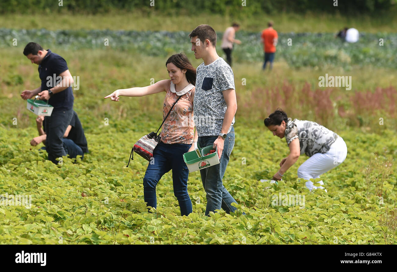 People make the most of the warm weather as they pick strawberries at Essington Fruit Farm in Wolverhampton. Stock Photo