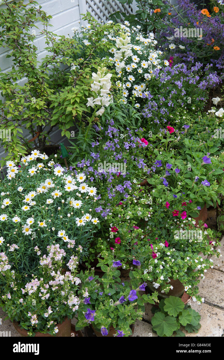 Potted plants flowering in an enclosed small garden space. Cotswolds, England Stock Photo
