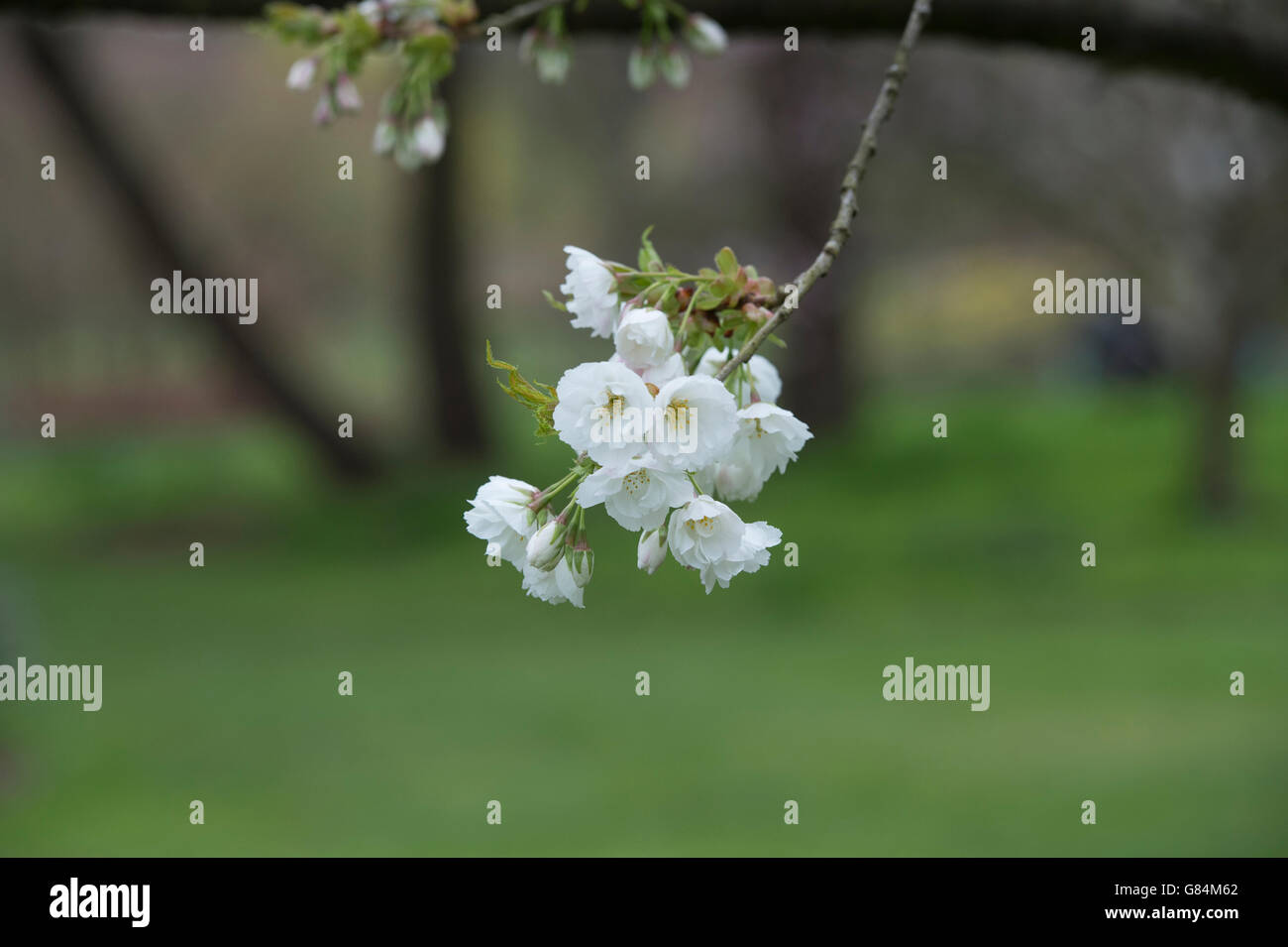 Prunus shirotae. Cherry shirotae tree blossom. Mount Fuji Cherry Tree Stock Photo