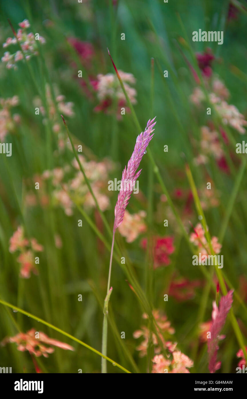 Grass and wild flowers in the countryside Stock Photo