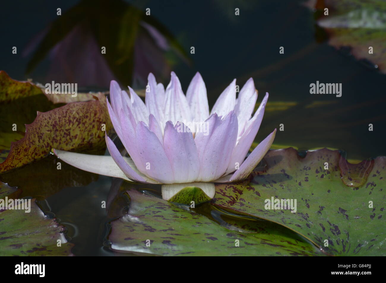 Water Lily in the pond Stock Photo - Alamy