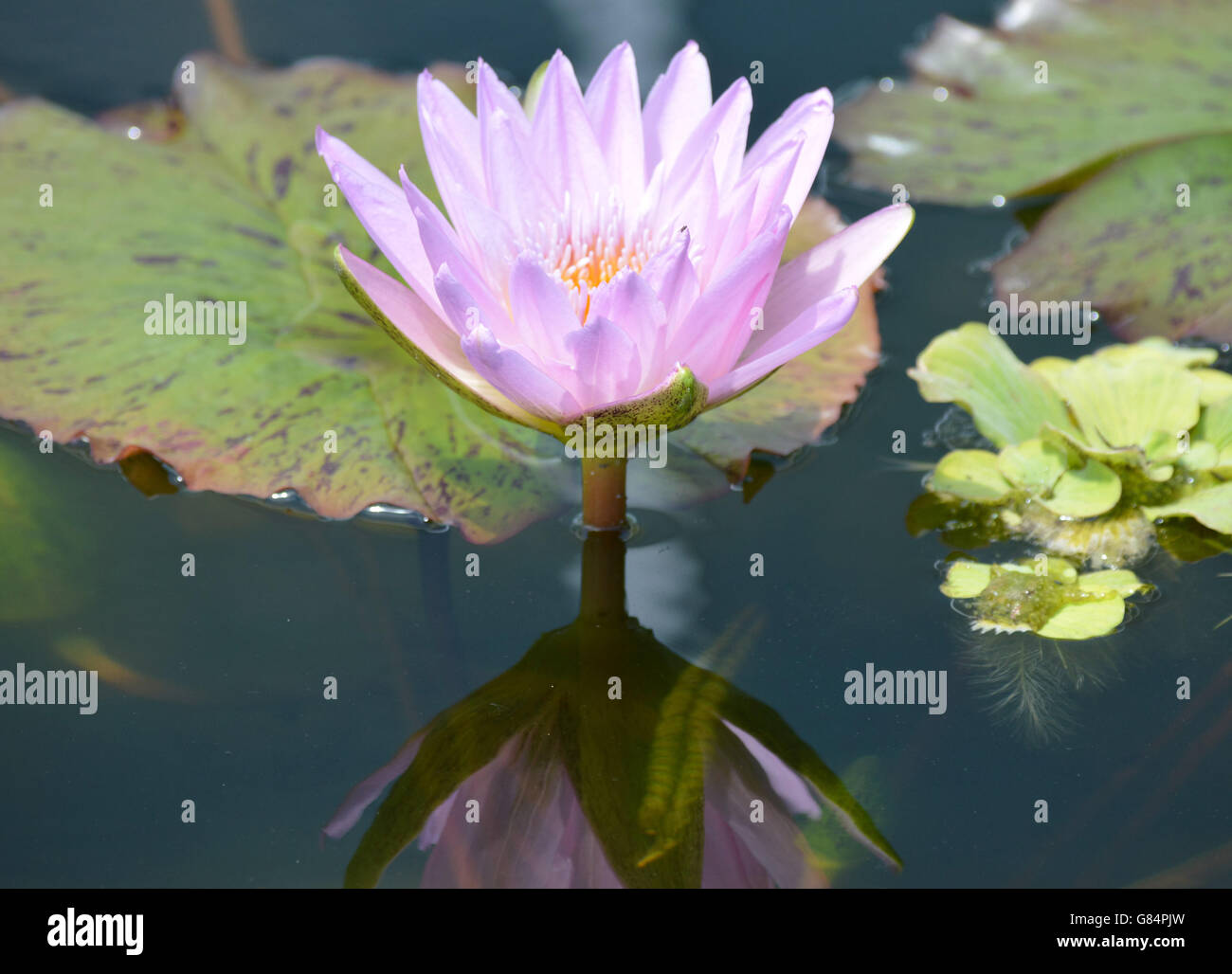 Water Lily in the pond Stock Photo - Alamy