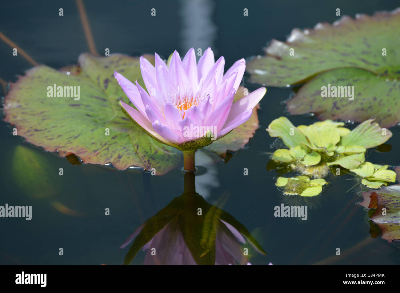 Water Lily in the pond Stock Photo - Alamy