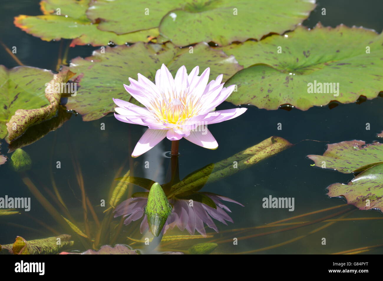 Water Lily in the pond Stock Photo - Alamy