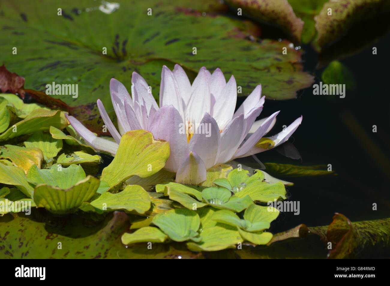 Water Lily in the pond Stock Photo - Alamy