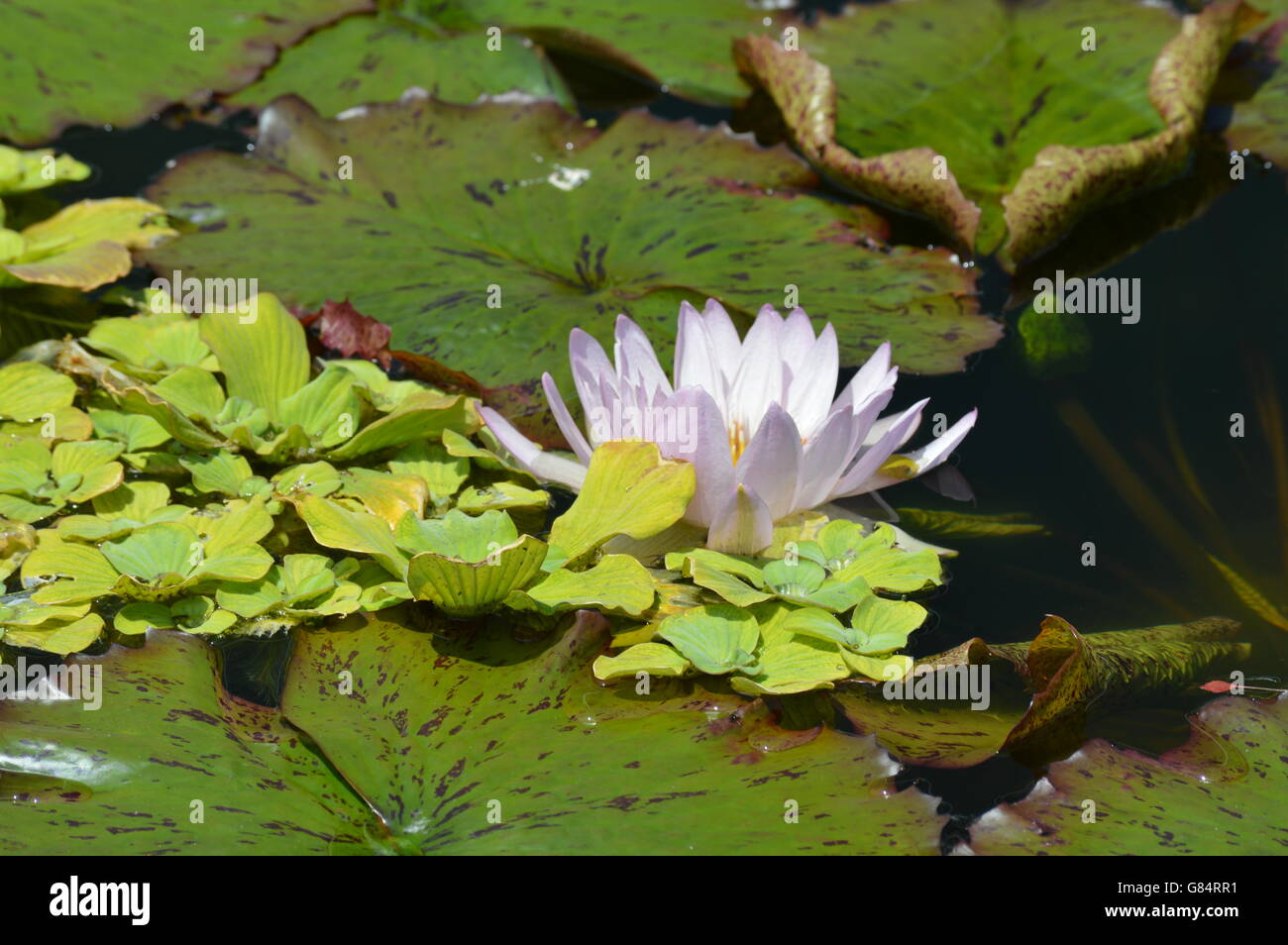 Water Lily in the pond Stock Photo - Alamy