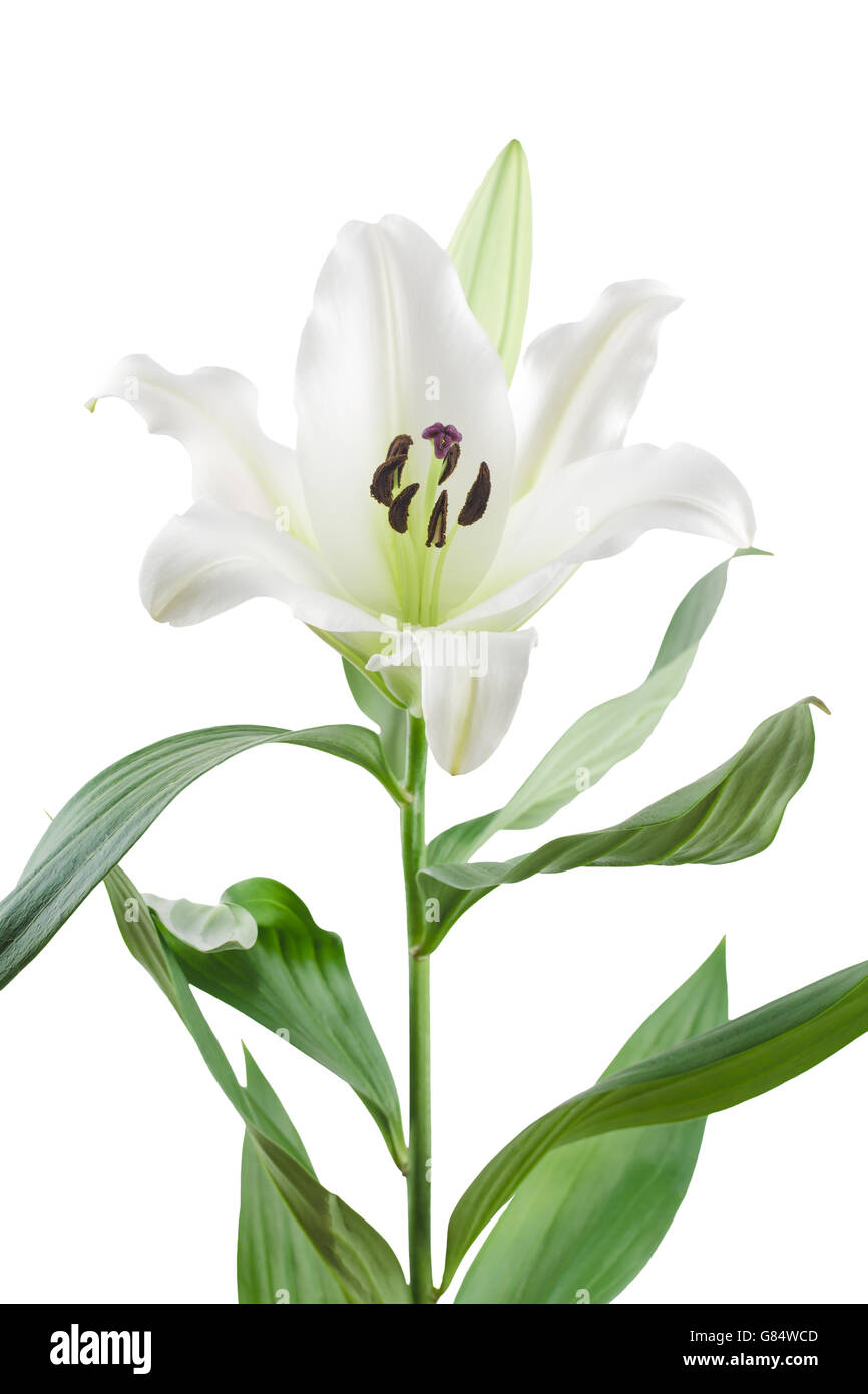 Close up of white oriental lily flower, stem and leaves, isolated on