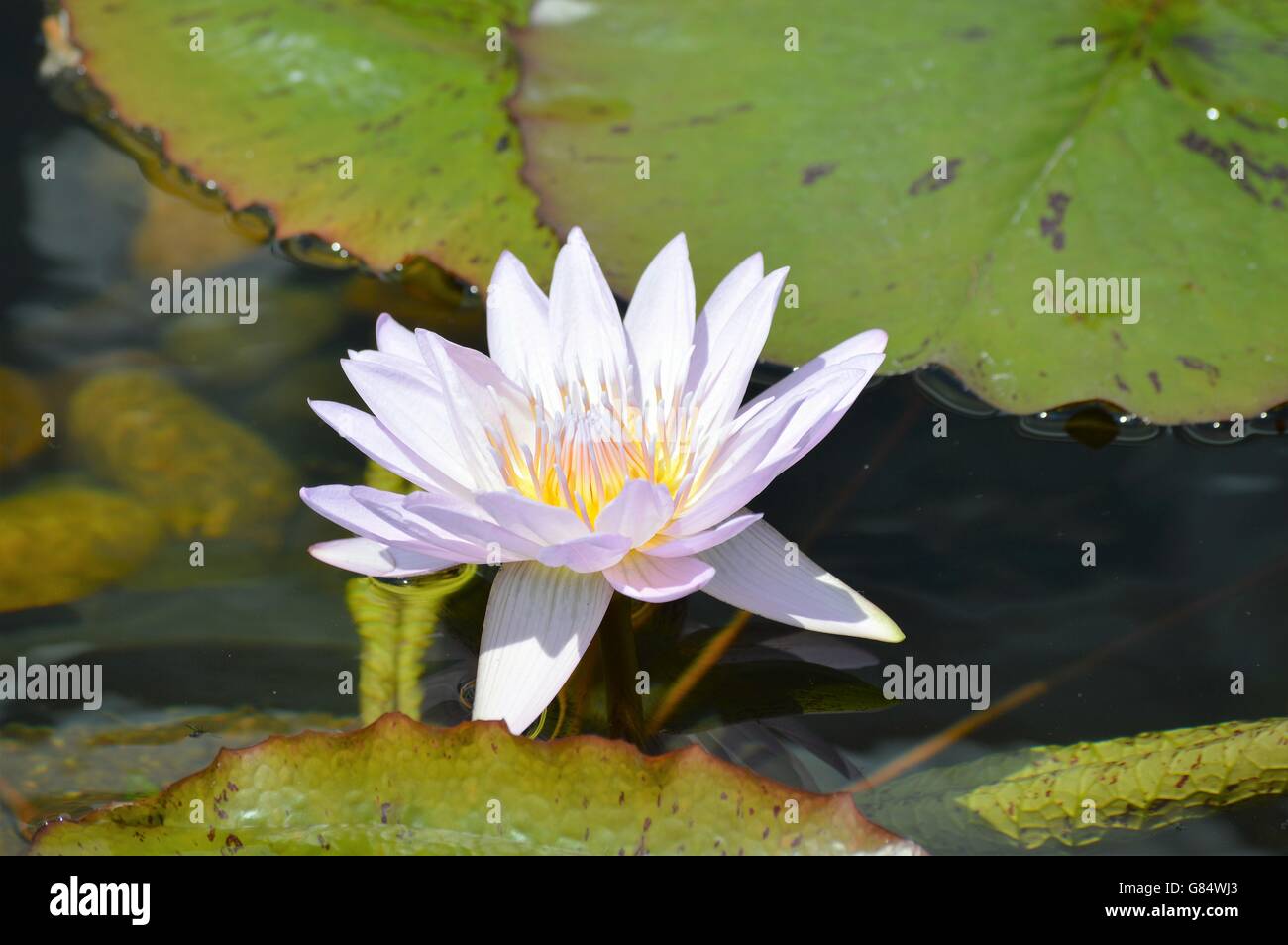 Water Lily in the pond Stock Photo - Alamy