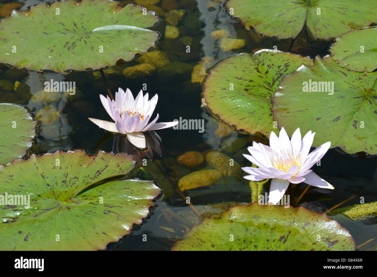 Water Lily in the pond Stock Photo - Alamy