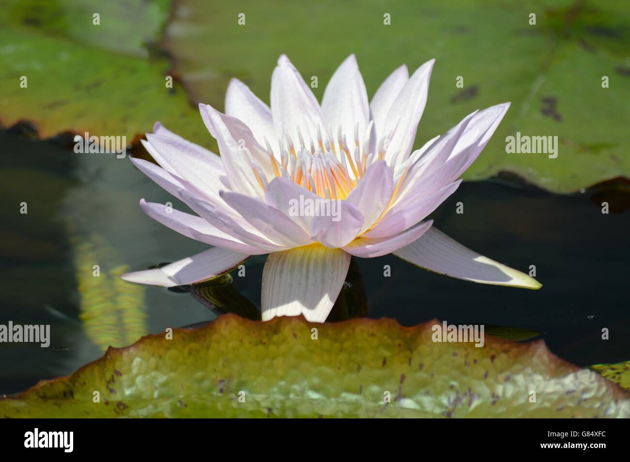 Water Lily in the pond Stock Photo - Alamy