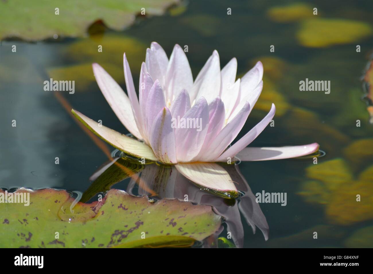 Water Lily in the pond Stock Photo - Alamy