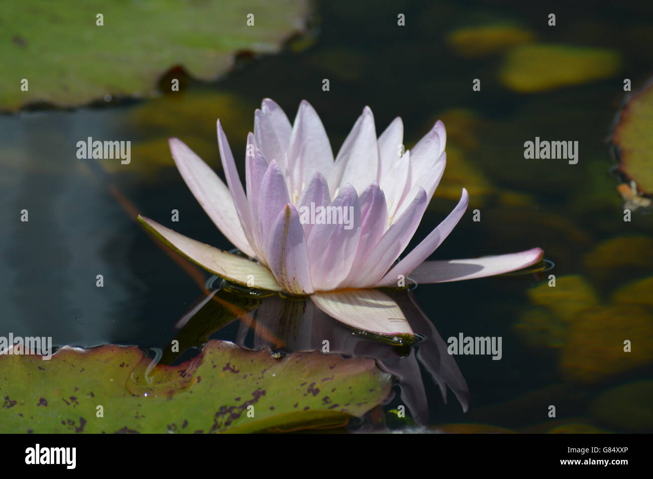 Water Lily in the pond Stock Photo - Alamy