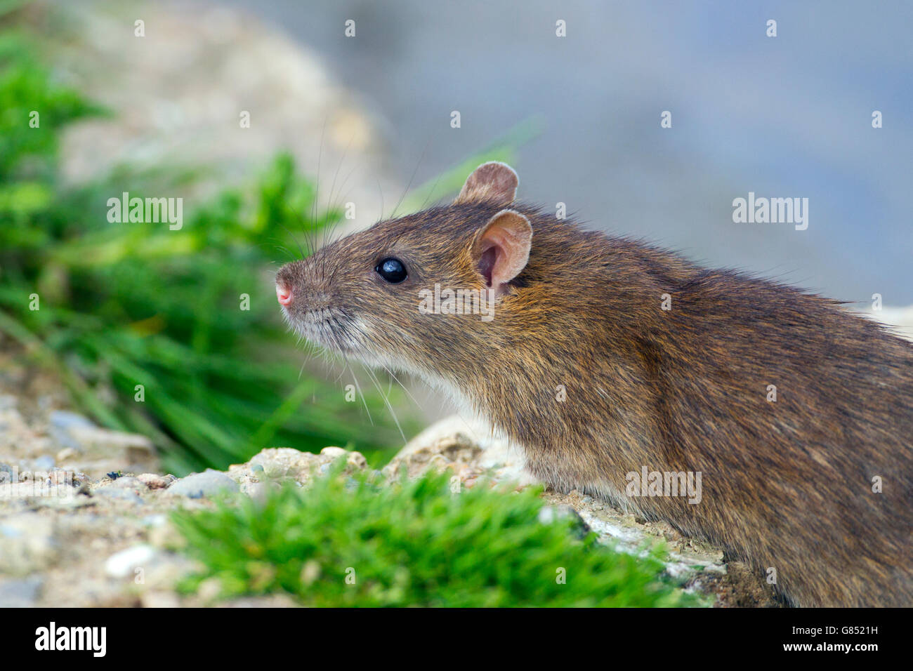 Brown rat Rattus norvegicus feeding on the edge of a duck pond eating