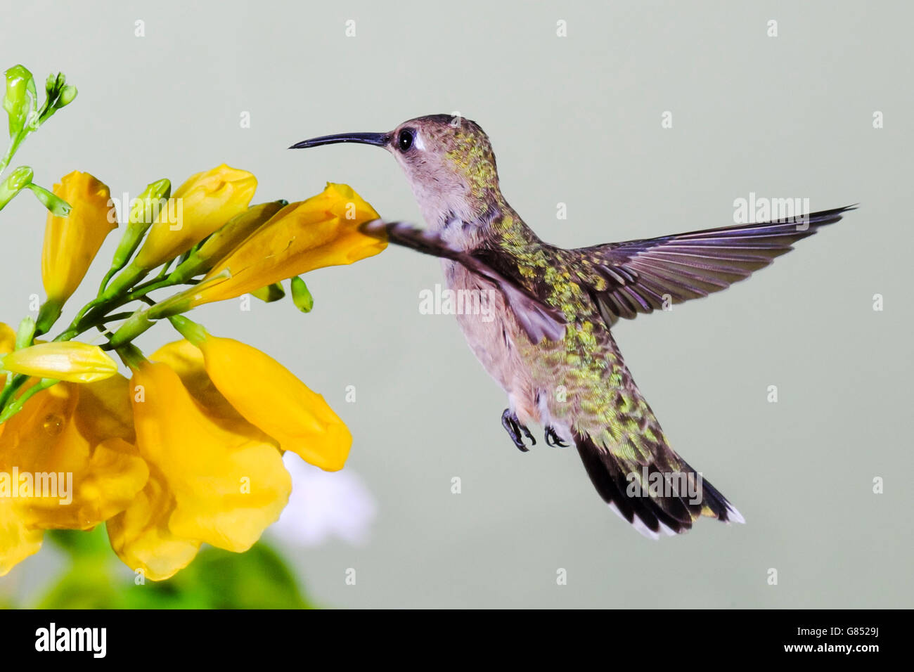 Black-chinned hummingbird Archilochus alexandri female hovering in flight and about to sip nectar from yellow bell flowers Stock Photo