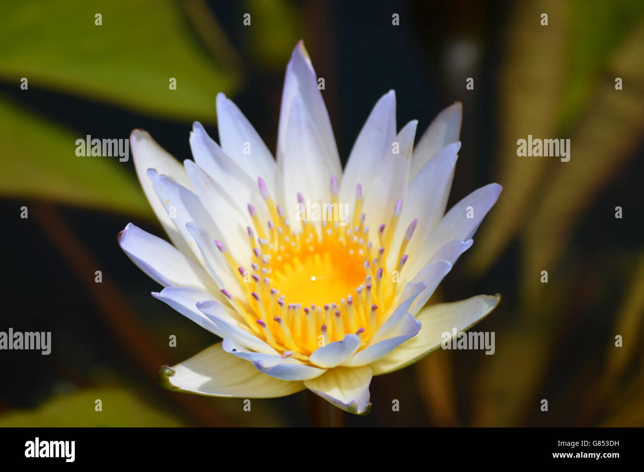 Water Lily in the pond Stock Photo - Alamy