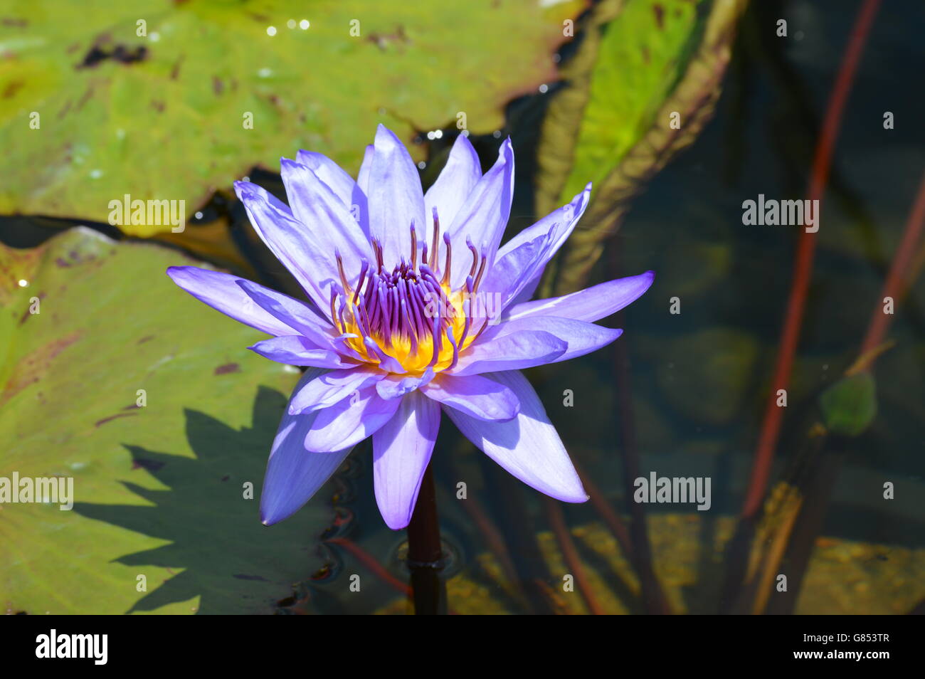 Water Lily in the pond Stock Photo - Alamy