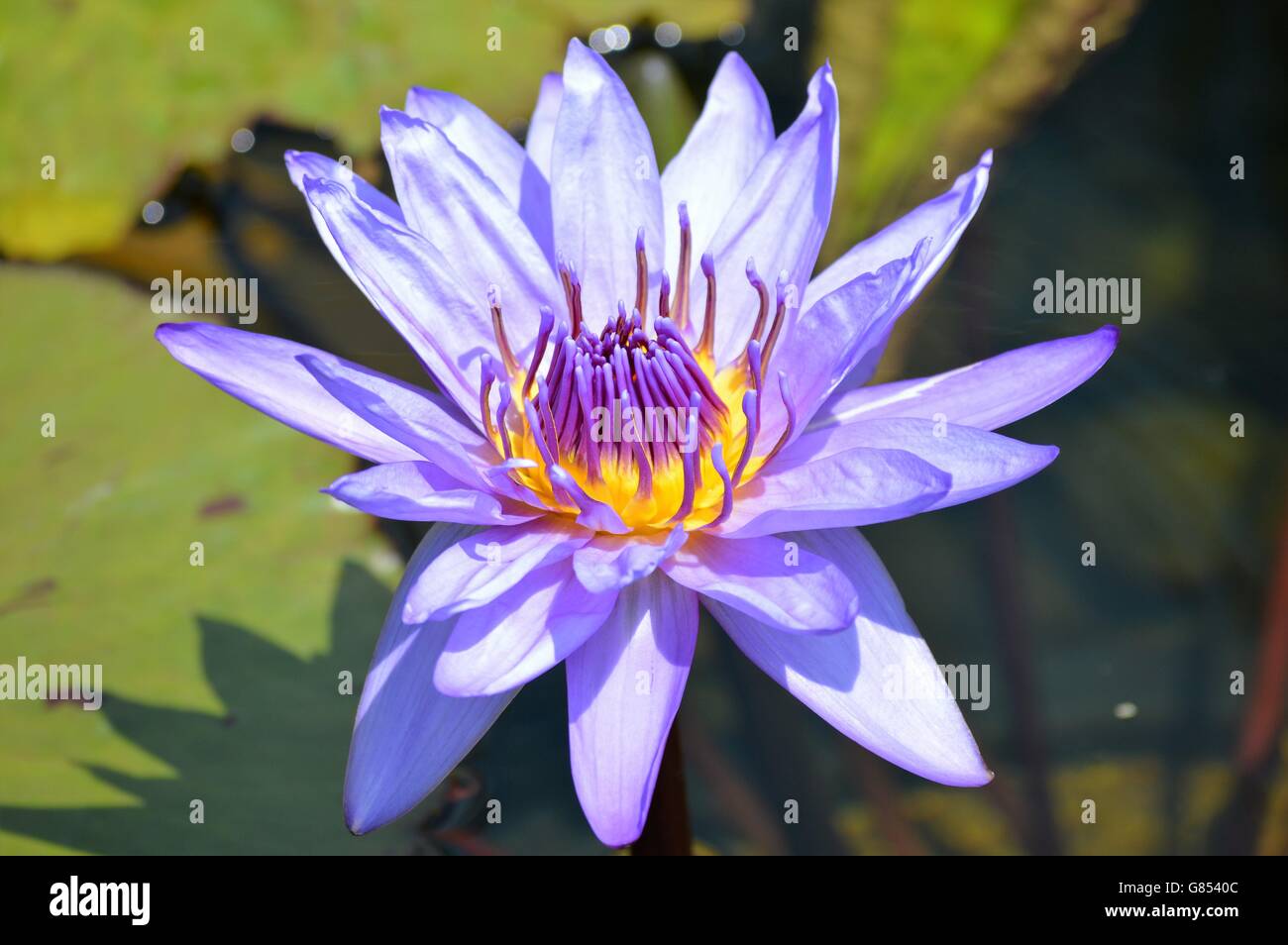Water Lily in the pond Stock Photo - Alamy