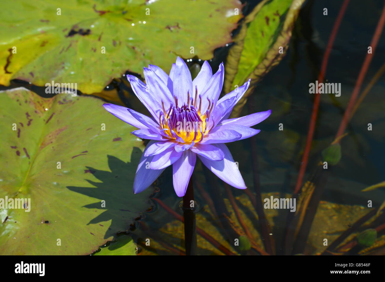 Water Lily in the pond Stock Photo - Alamy