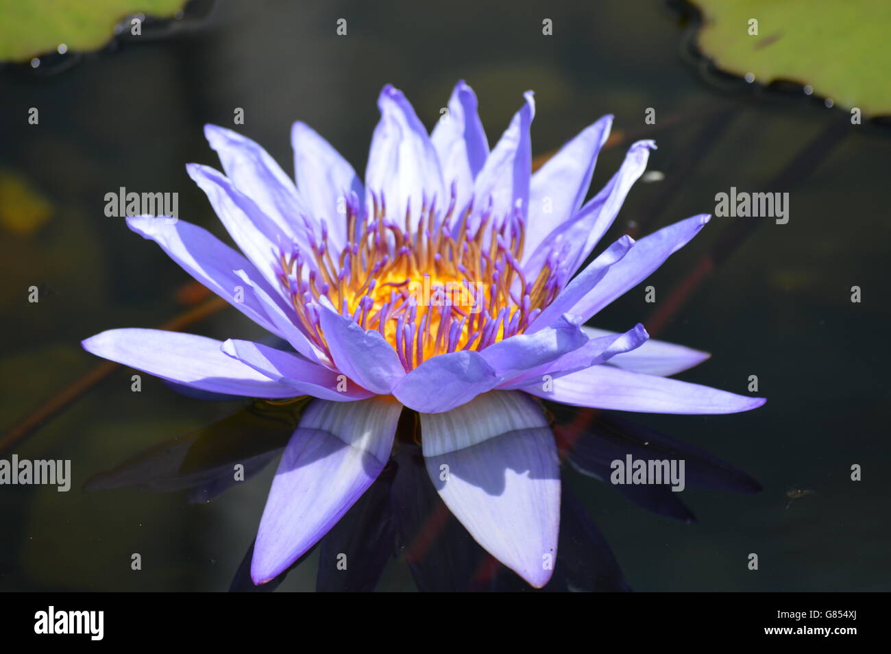 Water Lily in the pond Stock Photo - Alamy