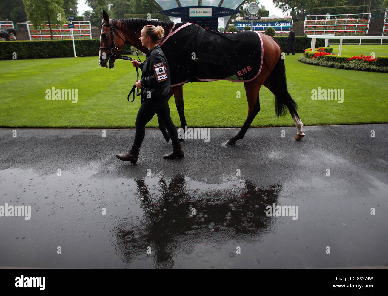 Cinnilla in the parade ring ahead of the John Guest Brown Jack Stakes during day one of the King George Weekend at Ascot Racecourse. Stock Photo