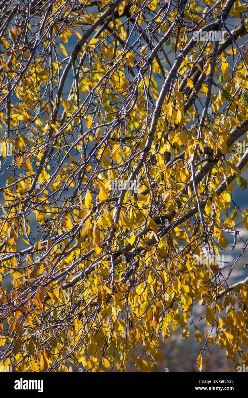 Fall Texture Yellow Texture made by yellow foliage and branches in autumn Stock Photo - Alamy