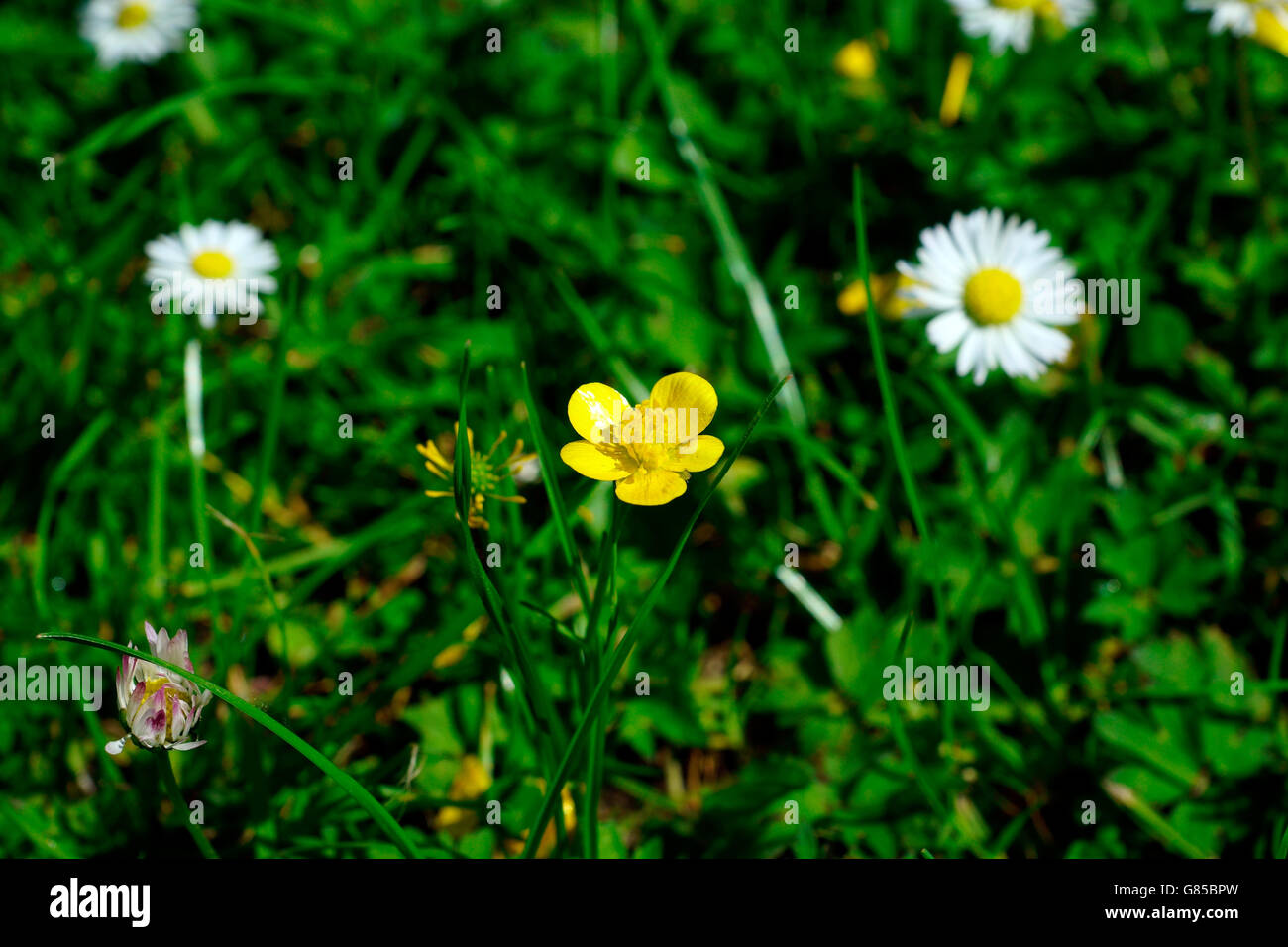 BUTTERCUP WITH DAISIES Stock Photo
