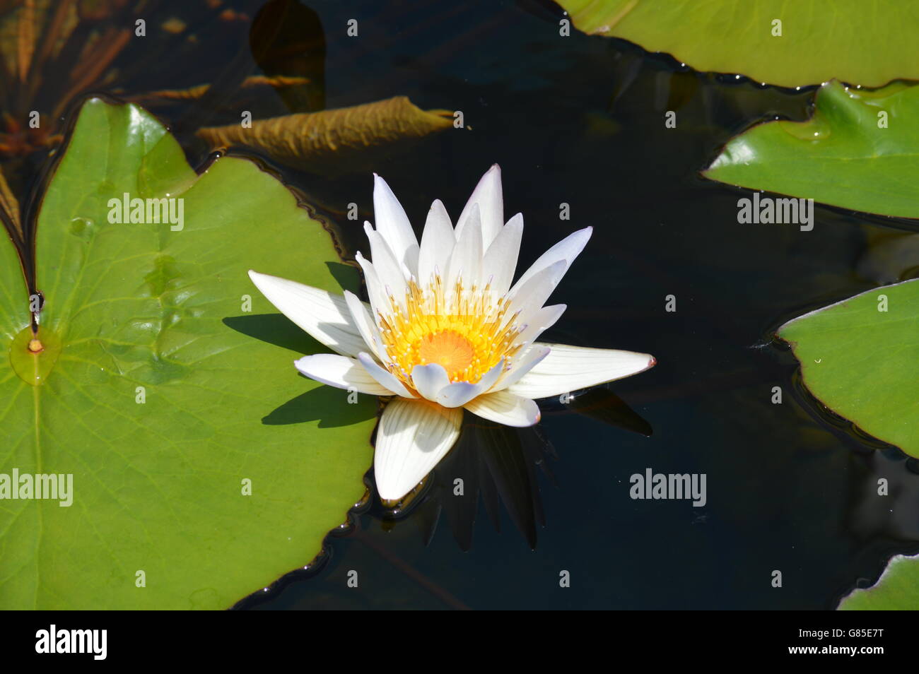 Water Lily in the pond Stock Photo - Alamy