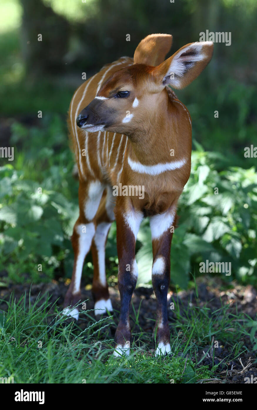 Bongos hires stock photography and images Alamy