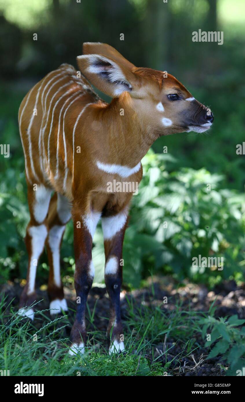 Baby Bongos at Howletts Animal park Stock Photo Alamy