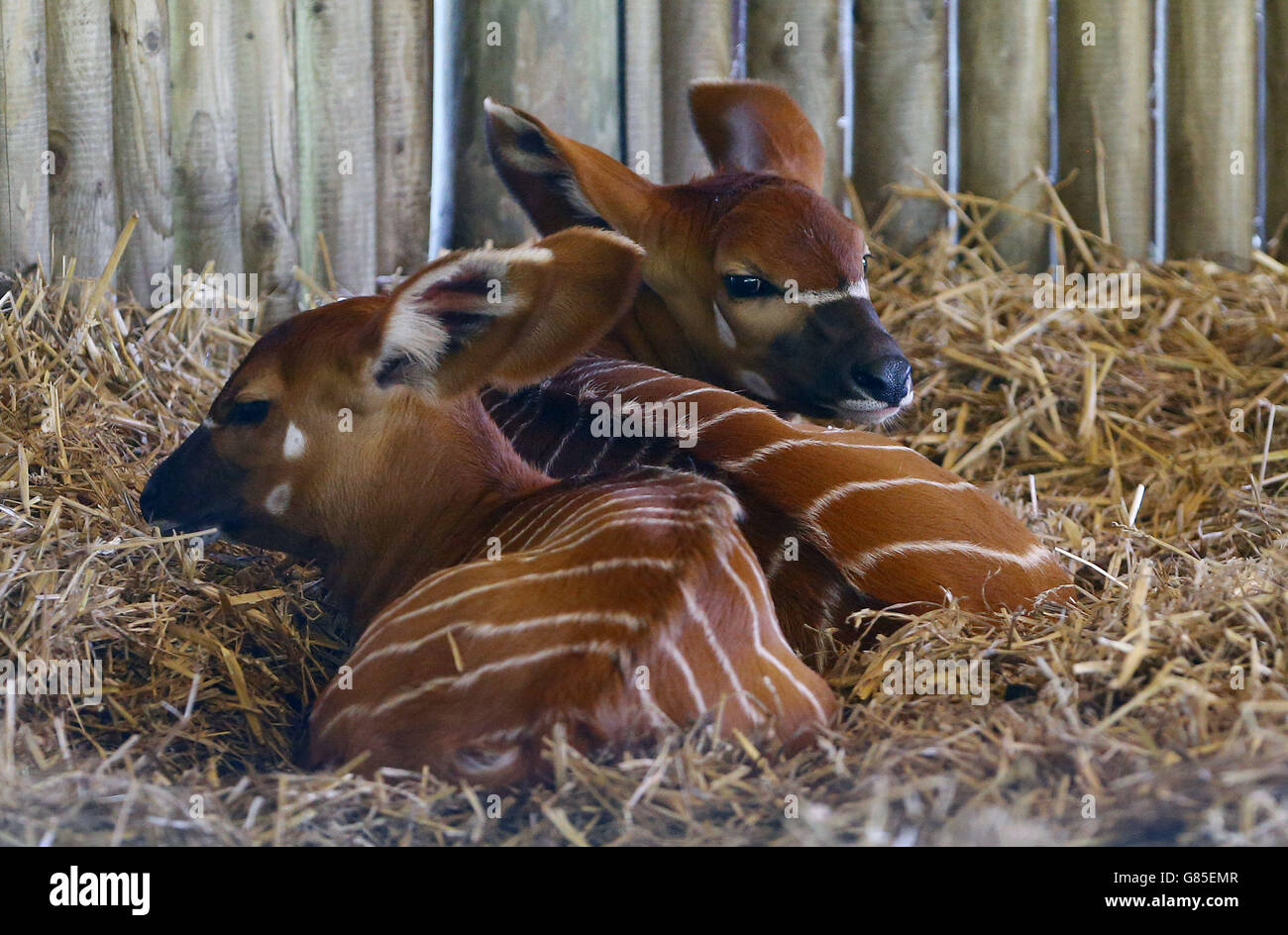 Baby Bongos at Howletts Animal park Stock Photo Alamy