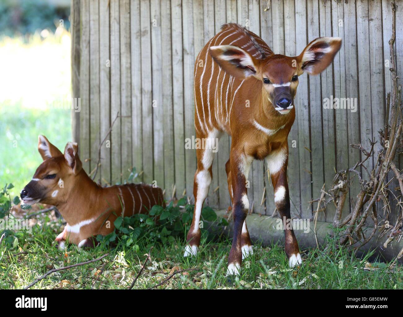 Baby Bongos at Howletts Animal park Stock Photo Alamy