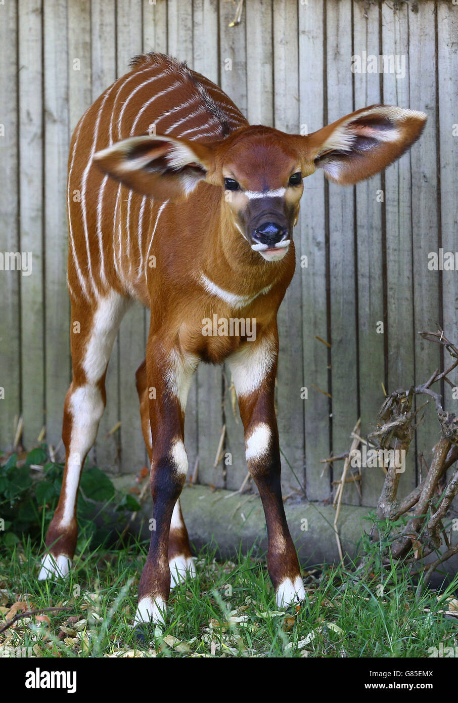Three week old Bongo calf Suruali, one of two baby female Bongos, which