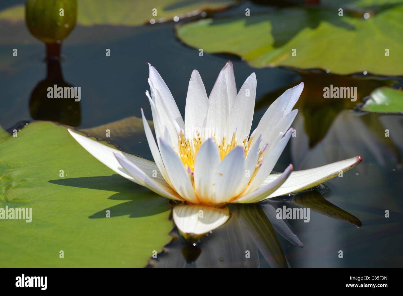 Water Lily in the pond Stock Photo - Alamy