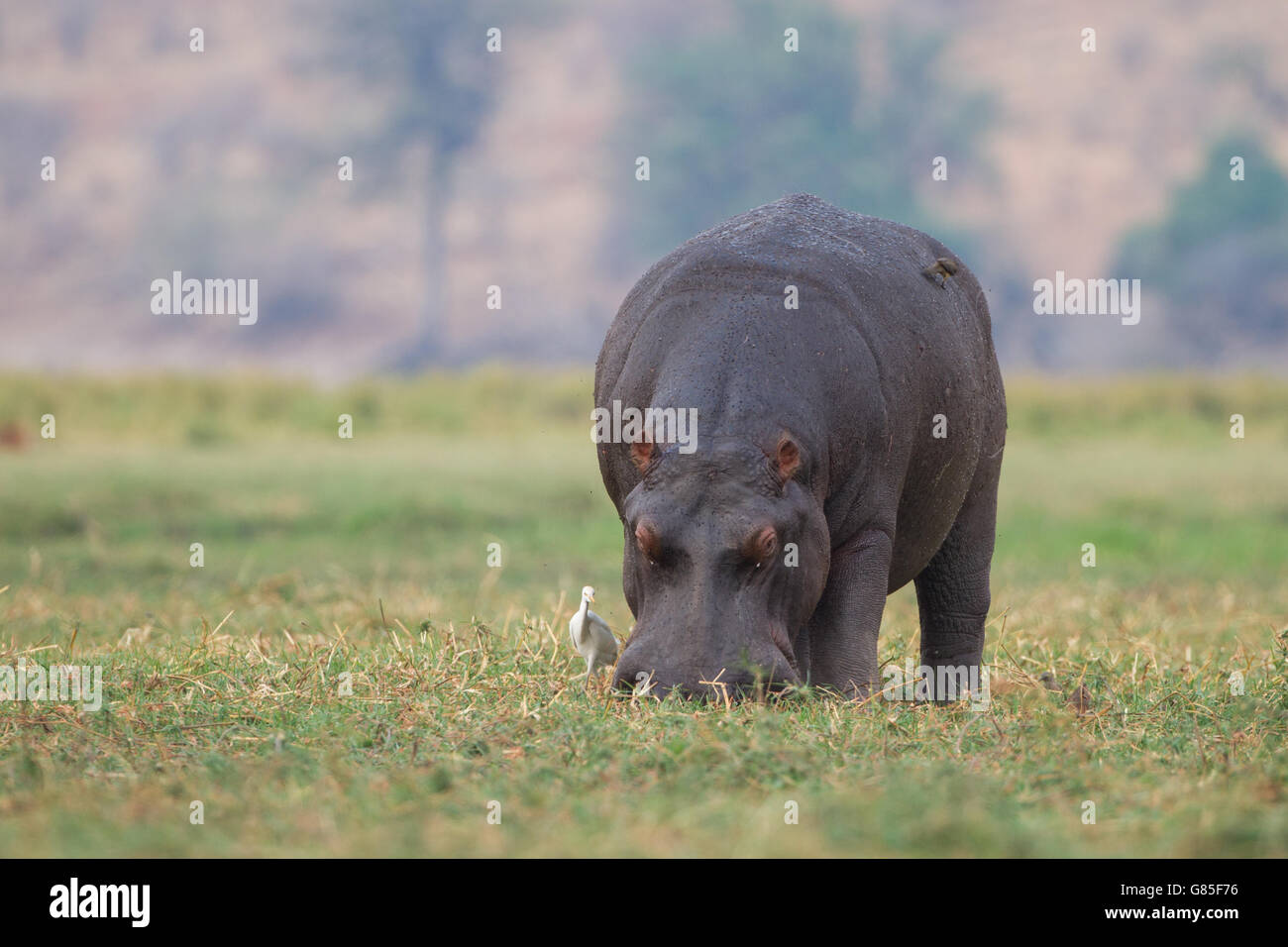 Hippopotamus eating grass in Botswana with Egret and Ox peckers. Stock Photo