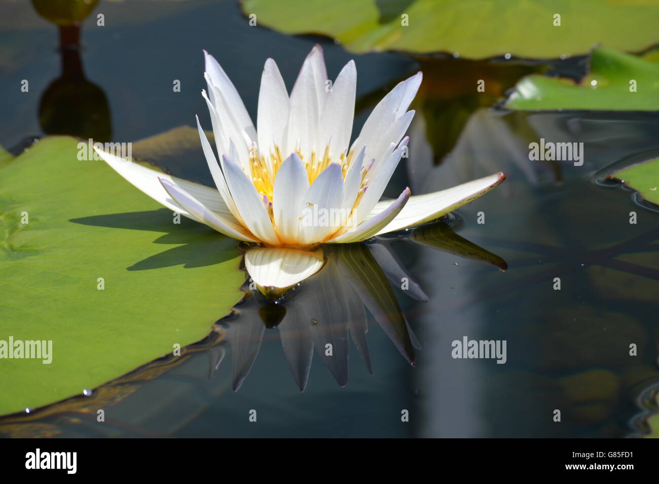 Water Lily in the pond Stock Photo - Alamy