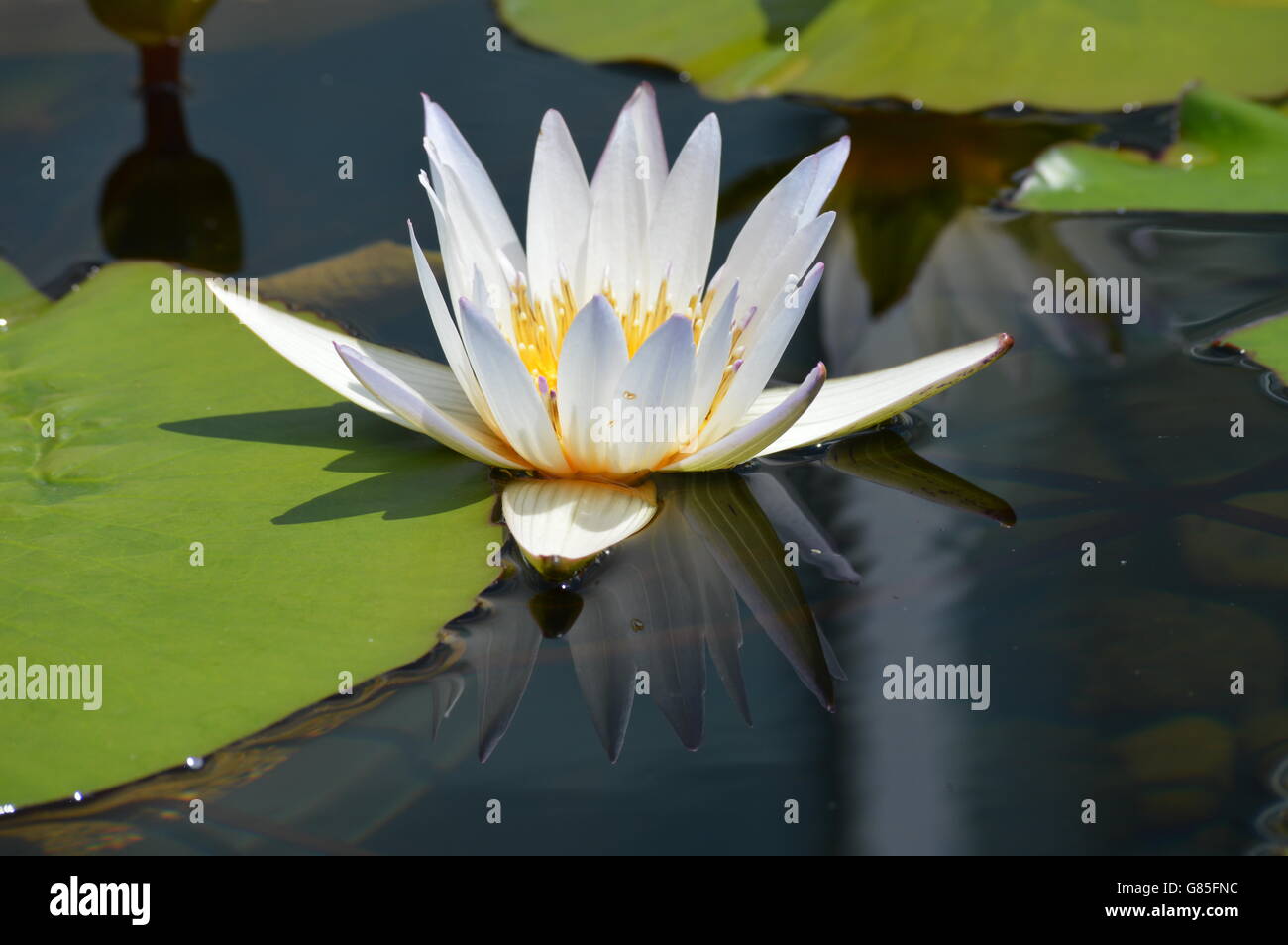 Water Lily in the pond Stock Photo - Alamy